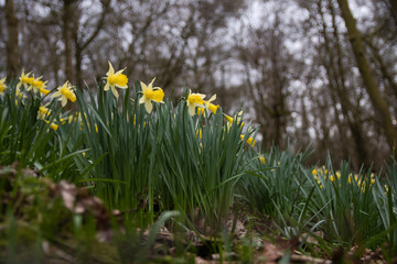 Patch of wild daffodils (Narcissus pseudonarcissus pseudonarcissus). Native daffodil, aka lent lily, in flower in Oyster's Coppice woodland, in Wiltshire, UK