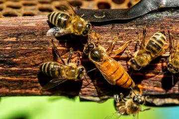 The queen bee swarm - selective focus