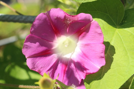 Pink "Common Morning Glory" flower (or Tall Morning Glory) in St. Gallen, Switzerland. Its Latin name is Pharbitis Purpurea (Syn Ipomoea Purpurea), native to tropical America.