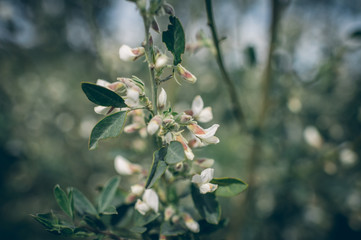 Blossoming flower in spring with very shallow focus