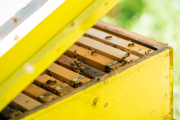 Hives in the apiary