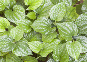 Thai green leaf vegetable