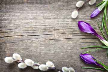 Spring easter floral abstract background with crocus and pussy willow
