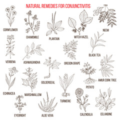 Best herbal remedies for conjunctivitis.