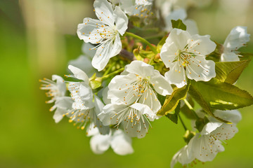 Blossoming twig of Cherry or bird Cherry (lat. Prunus avium) in spring garden