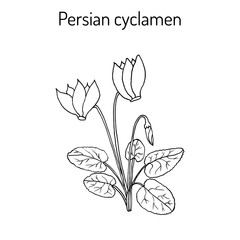 Cyclamen cyclamen persicum , flowering plant