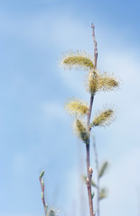blossom willow branch against blue sky natural abstract background. nature artistic image with willow branch. symbol of spring, Palm Sunday. early spring season concept.