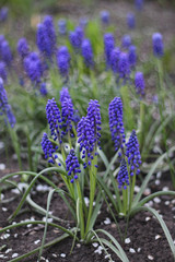 Fototapeta premium blossom blue muscari flowers in garden, natural abstract background. nature artistic image with spring blue hyacinth flowers. Gardening spring season concept