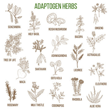 Adaptogen Herbs. Hand Drawn Set Of Medicinal Plants