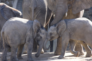 Fototapeta premium Elefanten