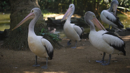 Several pelicans clean feathers themselves on the banks of a small river in the rainforest. Exotic bird ran along the shore.