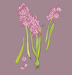 
blue and pink hyacinths
