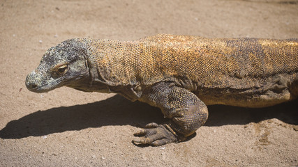 Large tropical iguana slowly creeps through the sand periodically sticking out his tongue. Long scaly tail in the animal.