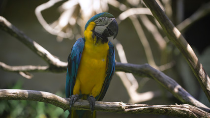 Close up of bright indian parrot with yellow body and blue wings sitting on the perch. Large long-tailed macaw with brightly coloured plumage is living in the zoo.