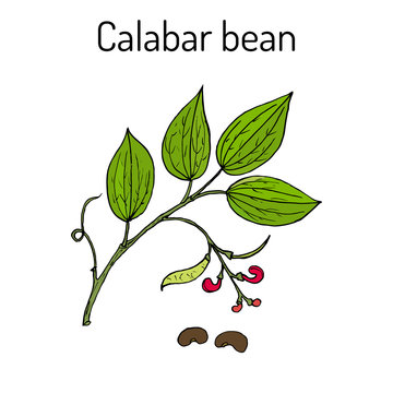Calabar Bean Physostigma Venenosum , medicinal plant