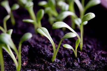 Germinating plant in spring.