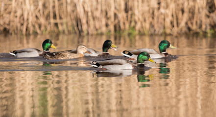 Mallard, Duck, Anas platyrhynchos