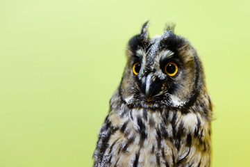 Long-eared owl, Asio otus