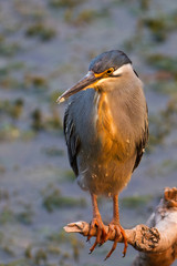 Straited Heron aka Green-backed Heron 