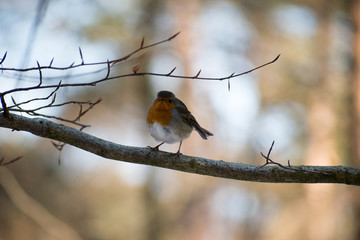 Spring redbreast