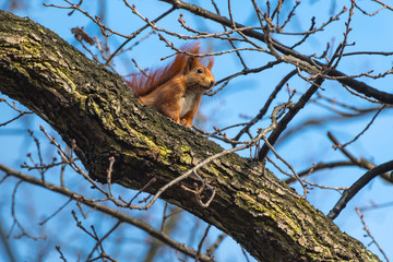Frühling in Sicht – neugieriges Eichhörnchen sitzt in der Frühlingssonne auf alter Eiche und hält Ausschau; Sciurus vulgaris; Quercus; Lebensraum; Natur