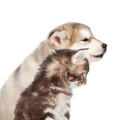 Obraz premium Close up Siberian Husky puppy and maine coon kitten together in profile. isolated on white background