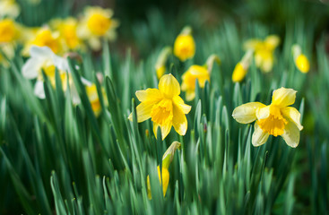 Fototapeta premium Blooming daffodils.