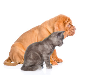 Bordeaux dogue puppy and cat sitting together in profile. isolated on white background
