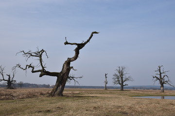 martwe drzewa, , dęby, step, przedwiośnie, pustynia © Wojciech