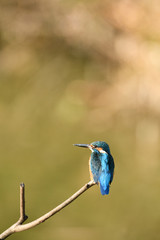 止まり木のカワセミ