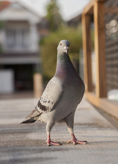 close up full body of sport racing pigeon bird standing on home loft