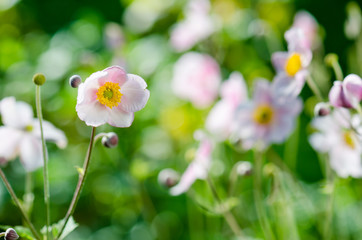 Fototapeta premium Pale pink flower Japanese anemone, close-up
