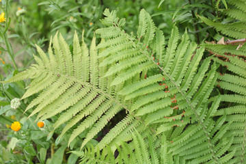 Summer fern closeup