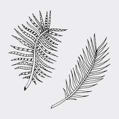 Hand drawn isolated fern.
