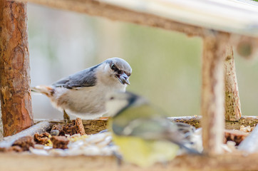 gray-white bird nuthatch with a large head, a short neck with a stocky body and a small tail
