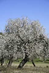 Fototapeta premium Almond Blossom in the spring on the island of Majorca, Balearic Islands, Spain, Europe