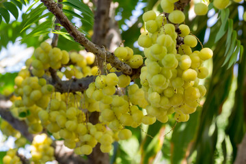Plentiful 'Star gooseberry' fruits are hanging on their natural branch.