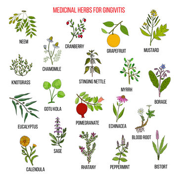Best herbal remedies for gingivitis