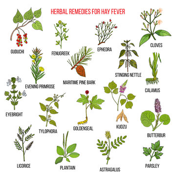 Best herbal remedies for hay fever