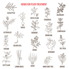 Fototapeta premium Best herbal remedies for fever