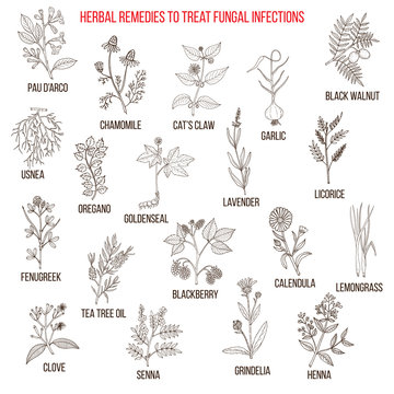 Best Herbal Remedies For Fungal Infections