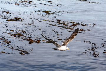 Albatros flying on beagle channle