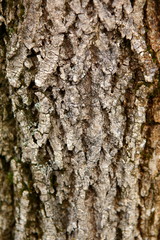 Bark