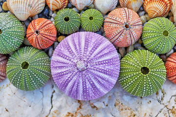 colorful sea urchins and shells on white rock and pebles beach