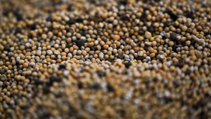 Dry white mustard seeds close-up.
