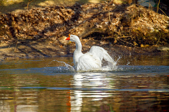  pet a white goose swims on a pond