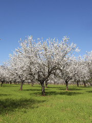 Fototapeta premium Almond Blossom in the spring on the island of Majorca, Balearic Islands, Spain, Europe
