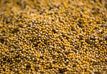 Dry white mustard seeds close-up.
