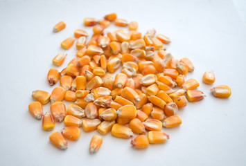 Healthy ecological corn on a white background