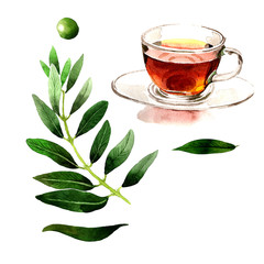 Olive tree in a watercolor style isolated.